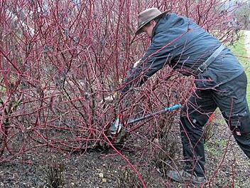 Die Hecken und Sträucher am Stublanger Spielplatz wurden im Rahmen des Kurses unter Anleitung des Kreisfachberaters zurückgeschnitten. Fotos: Monika Schütz