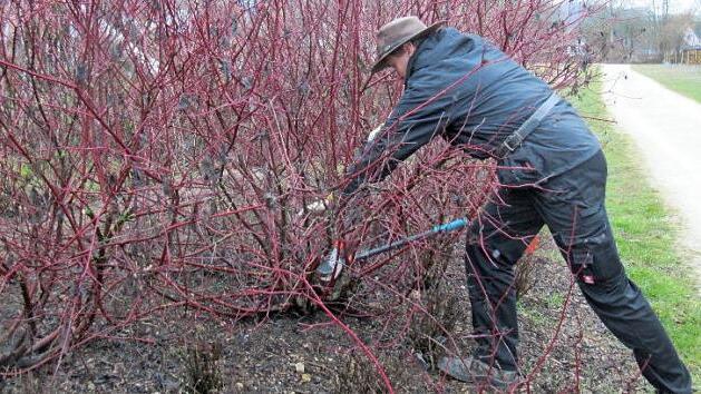 Die Hecken und Sträucher am Stublanger Spielplatz wurden im Rahmen des Kurses unter Anleitung des Kreisfachberaters zurückgeschnitten. Fotos: Monika Schütz