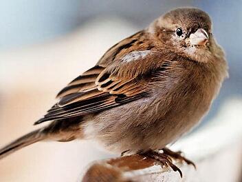 Der Spatz ist der häufigste Vogel in unseren Breiten. Foto: Robert Schlesinger/dpa