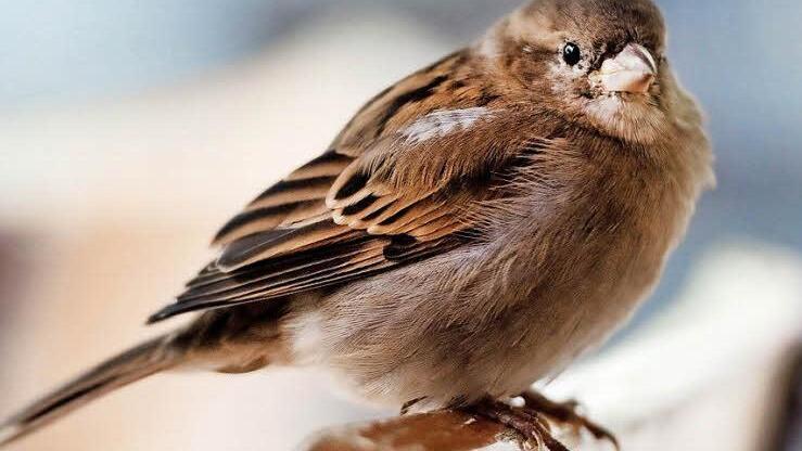 Der Spatz ist der häufigste Vogel in unseren Breiten. Foto: Robert Schlesinger/dpa