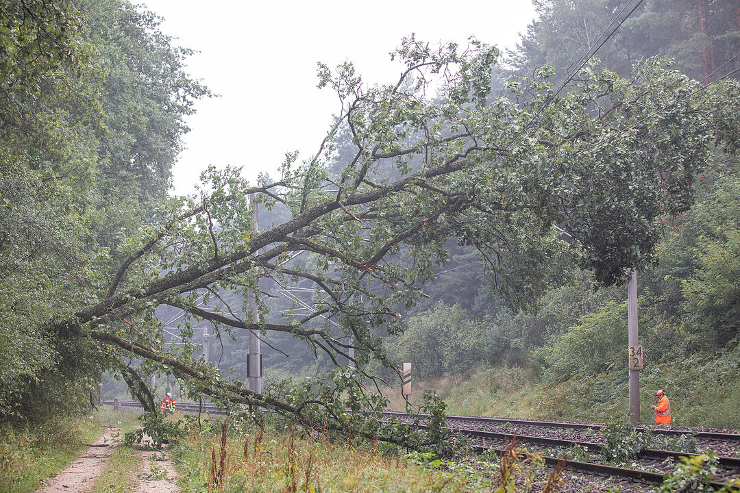 In der Nähe von Roth: Baum stürzt auf Gleise - Zugverbindung lahm gelegt