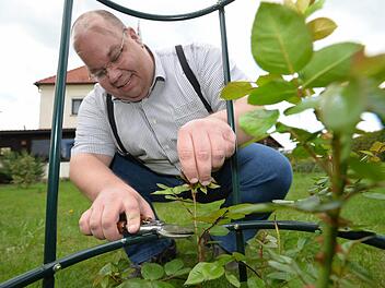 Michael Scholz hat für die Kletterrose "Highgrove" ein Klettergerüst in seinem Garten aufgestellt. Das erklimmt das vom Landsitz des englischen Thronfolgers Prinz Charles stammende Gewächs. Foto: Ronald Rinklef