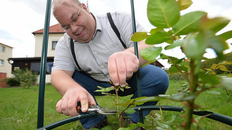 Michael Scholz hat für die Kletterrose "Highgrove" ein Klettergerüst in seinem Garten aufgestellt. Das erklimmt das vom Landsitz des englischen Thronfolgers Prinz Charles stammende Gewächs. Foto: Ronald Rinklef