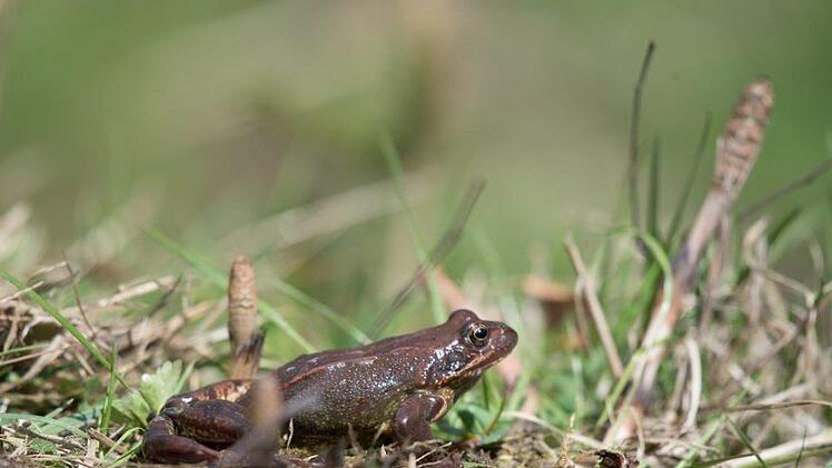Grasfrosch am Berghaus Rhön.Elisabeth Assmann