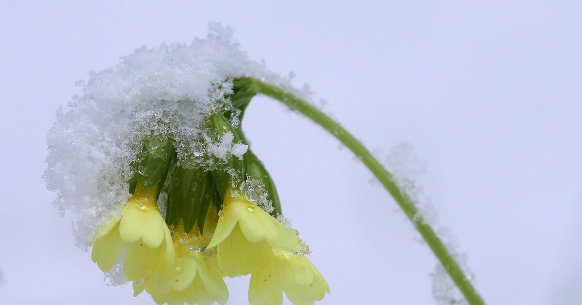 Ice Saints bring winter back to Bavaria - | it even snowed here