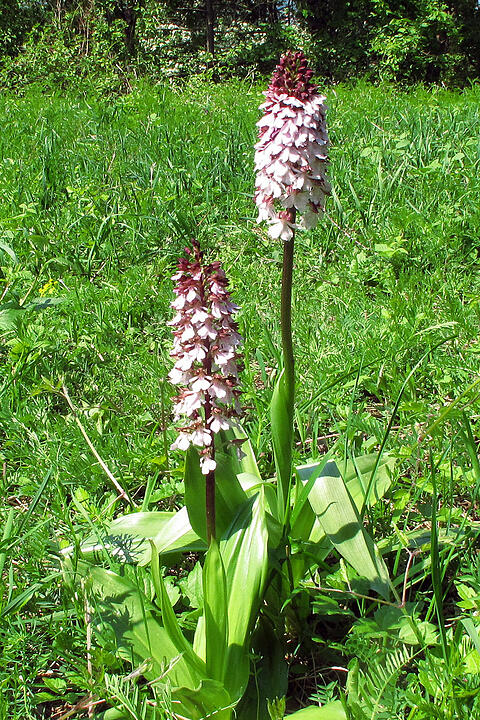 Fotos Konrad Thomann