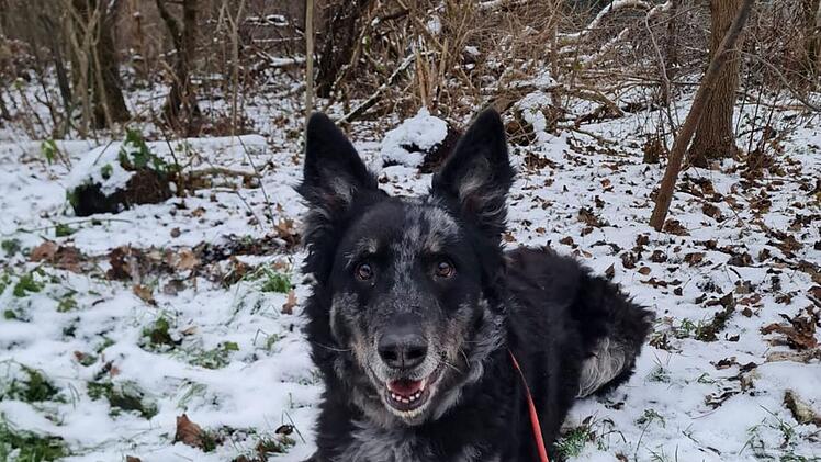 Tierheim Nürnberg: Von überfordertem Besitzer abgegeben - nicht jeder kann Hund Carbon gerecht werden