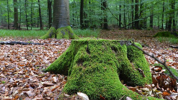 Geschützt - nicht geschützt - doch geschützt? Vor lauter Buchen ist der Steigerwald oft nicht mehr klar zu sehen. Foto: Ronald Rinklef