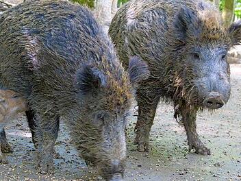 Das Schwarzwild ist vor allem von Landwirten nicht gerne gesehen. Foto: Barbara Herbst (Archiv)