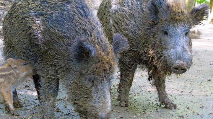 Das Schwarzwild ist vor allem von Landwirten nicht gerne gesehen. Foto: Barbara Herbst (Archiv)