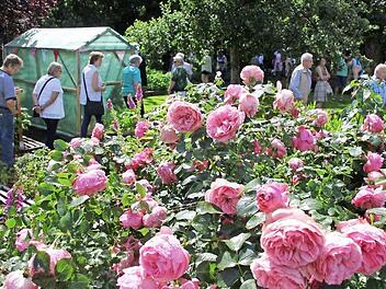 Auf Rosen gebettet, vor all den Beeten: Ein Garten unmittelbar neben der Staatsstraße von Ebern nach Haßfurt. Fotos: Ralf Kestel