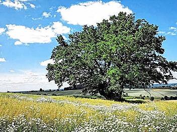 Das Siegerbild des Wettbewerbs "Bäume im Landkreis Lichtenfels" zeigt die Zeublitzer Eiche in sommerlicher Pracht. Die Jury betonte: "Das Bild ist einerseits schlicht und doch wunderschön." Foto: Gregor Schmidt