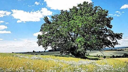 Das Siegerbild des Wettbewerbs "Bäume im Landkreis Lichtenfels" zeigt die Zeublitzer Eiche in sommerlicher Pracht. Die Jury betonte: "Das Bild ist einerseits schlicht und doch wunderschön." Foto: Gregor Schmidt
