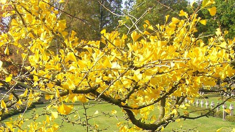 Als Zeichen der Hoffnung und des Friedens wurde dieser japanische Ginko-Baum auf dem Friedhof in Lommel im Mai 1995 gepflanzt, 50 Jahre nach dem Ende des Zweiten Weltkrieges.. Foto: Paul Ziegler