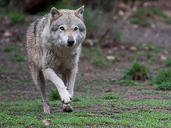 Der Weismainer Wolf, der Weihnachten ein Reh auf dem Jura gerissen haben soll, hat die Diskussion über Wölfe in Deutschland wieder entfacht. Symbolbild:   Sebastian Gollnow/dpa
