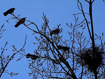 Krähen in Herford: Frust bei Anwohnern Krähen in Herford: Frust bei Anwohnern