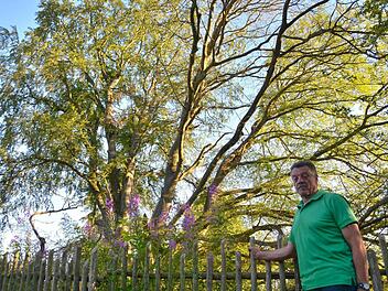 Die Hutbuche bietet aktuell keinen schönen Anblick. Etliche Äste sind kahl. Hermann Metz von der Musikkapelle Frauenroth ist als Kind noch in dem Baum herumgeklettert. Heute organisiert er das Hutbuchenfest mit. Foto: Kathrin Kupka-Hahn
