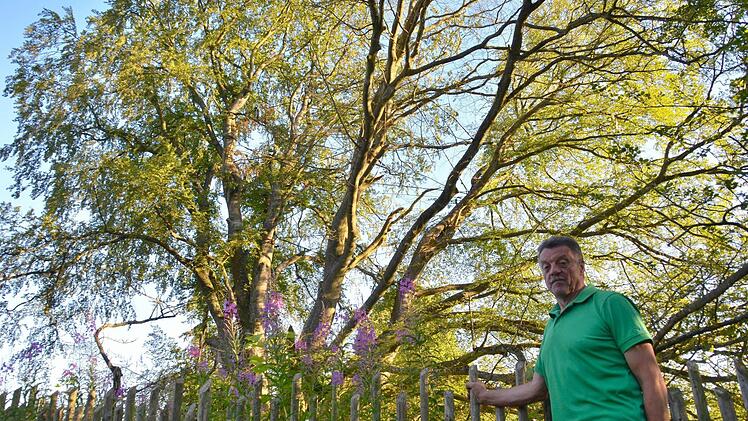 Die Hutbuche bietet aktuell keinen schönen Anblick. Etliche Äste sind kahl. Hermann Metz von der Musikkapelle Frauenroth ist als Kind noch in dem Baum herumgeklettert. Heute organisiert er das Hutbuchenfest mit. Foto: Kathrin Kupka-Hahn