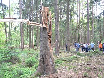 Im Forstbetrieb der Bayerischen Staatsforsten wird ganz bewusst Totholz im Wald gelassen. Das kann liegendes Holz ebenso sein wie stehendes als hoher Stumpf (Foto). Totholz dient vielen Lebewesen als Existenzgrundlage und sorgt für Artenvielfalt im Wald.Rainer Lutz