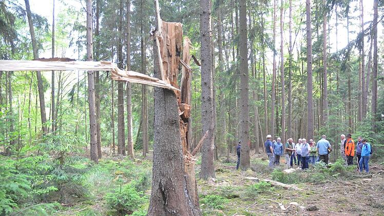 Im Forstbetrieb der Bayerischen Staatsforsten wird ganz bewusst Totholz im Wald gelassen. Das kann liegendes Holz ebenso sein wie stehendes als hoher Stumpf (Foto). Totholz dient vielen Lebewesen als Existenzgrundlage und sorgt für Artenvielfalt im Wald.Rainer Lutz