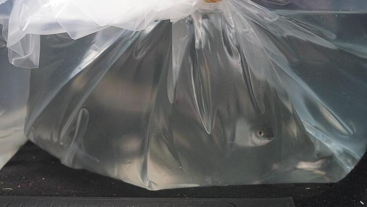 Die &Auml;schen beim Transport Foto: Oliver J&uuml;sten