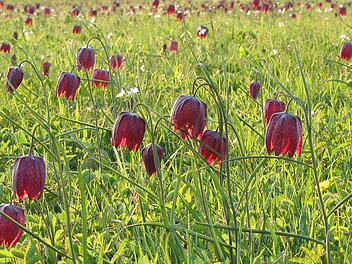 Nach zwei Jahren Pause findet am Sonntag, 24. April, wieder das Schachblumenfest in Altengronau statt.