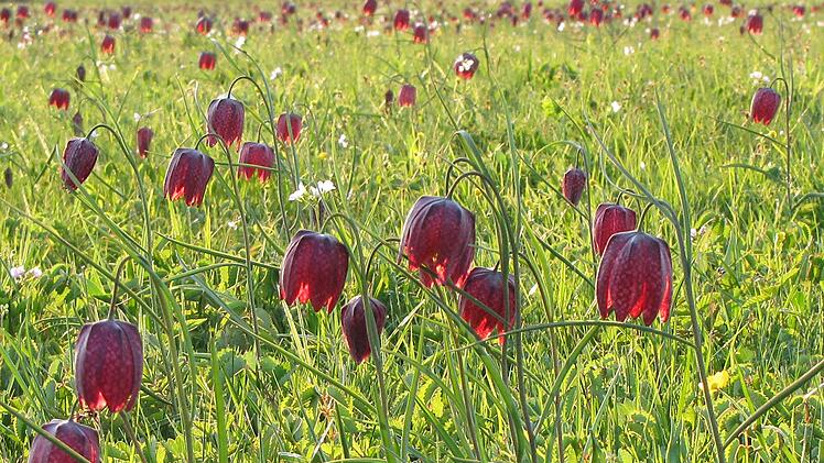 Nach zwei Jahren Pause findet am Sonntag, 24. April, wieder das Schachblumenfest in Altengronau statt.