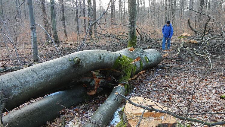 Geht es nun den alten Buchen an den Kragen, wie der Bund Naturschutz befürchtet? Das Foto entstand im Februar 2012  im Wald bei Ebrach.  Foto: PR