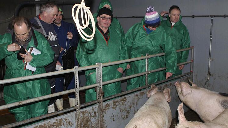 Einen "ungewöhnlichen Besuch" hatten die Schweine beim Stallgespräch des Bayerischen Bauernverbandes in Glosberg auf dem Hof der Familie Diller.  Foto: Michael Wunder