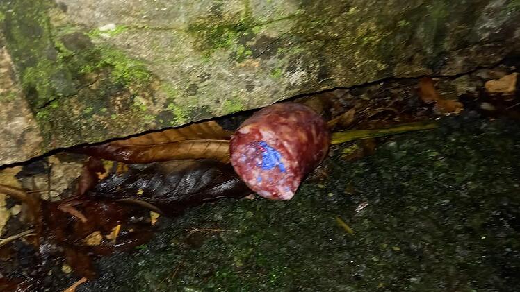 Einer der Giftköder.