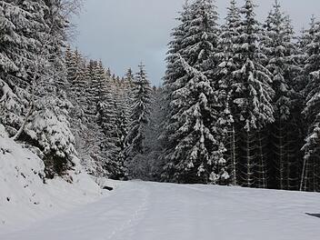 Wetterextreme wie Hitze, Stürme, Trockenheit und auch der Schädlingsbefall haben dem Wald im vergangenen Jahr stark zugesetzt. Jetzt hoffen die Experten auf einen nassen Sommer. Foto: Veronika Schadek