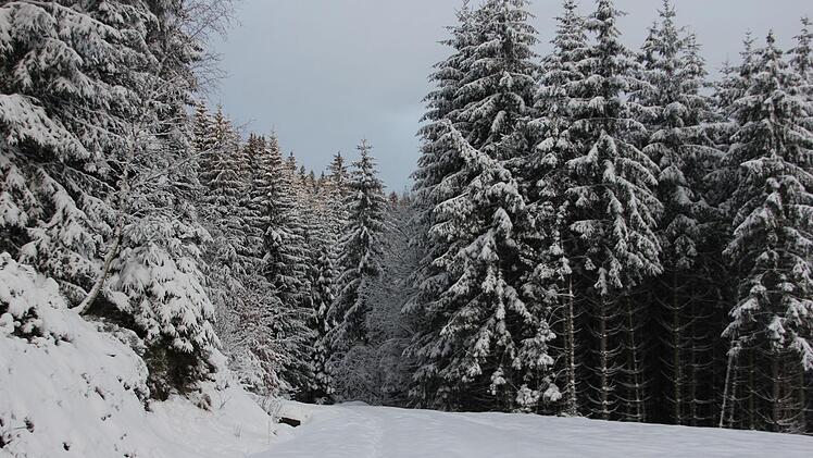 Wetterextreme wie Hitze, Stürme, Trockenheit und auch der Schädlingsbefall haben dem Wald im vergangenen Jahr stark zugesetzt. Jetzt hoffen die Experten auf einen nassen Sommer. Foto: Veronika Schadek