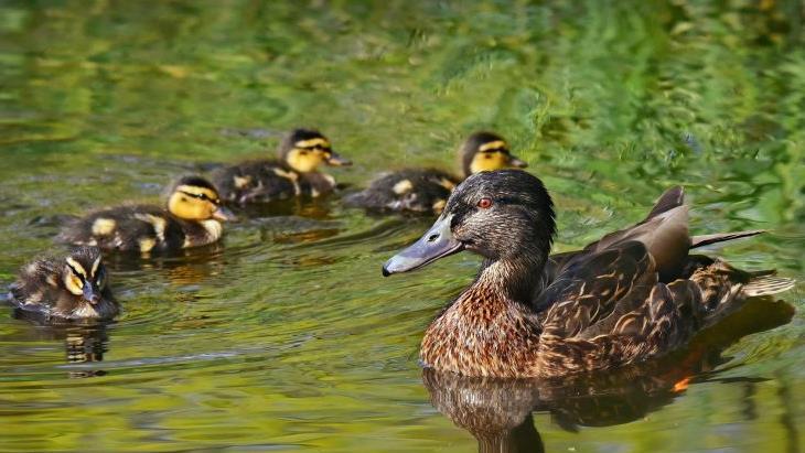 Einer der M&ouml;nche soll das Piepsen der K&uuml;ken sowie das besorgte Geschnatter der Entenmutter geh&ouml;rt und daraufhin die Klosterfeuerwehr gerufen haben. Symbolfoto: MabelAmber/pixabay.com