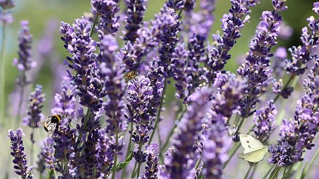 Lavendel