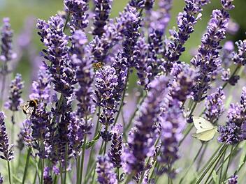 Lavendel
