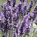 Lavendel