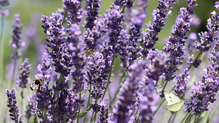 Lavendel