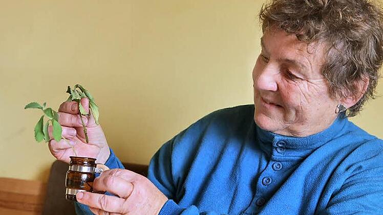 Brigitte Zientek hat einen Stängel ihres Stevia-Pflänzchens abgeschnitten und versucht nun, ob es im Wasser Wurzeln bekommt. Foto: Barbara Herbst