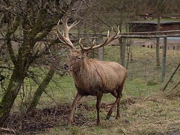 Ein erfahrener Jäger hatte einen Hirsch abgeschossen, obwohl der Jagdabschussplan erfüllt war. Vor Gericht beteuerte er, davon nichts gewusst zu haben. Trotzdem muss er 2700 Euro Strafe bezahlen.Harald Beyer (Archiv)