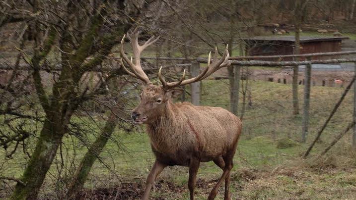 Ein erfahrener Jäger hatte einen Hirsch abgeschossen, obwohl der Jagdabschussplan erfüllt war. Vor Gericht beteuerte er, davon nichts gewusst zu haben. Trotzdem muss er 2700 Euro Strafe bezahlen.Harald Beyer (Archiv)