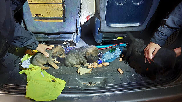 Illegaler Transport von Hundewelpen in Bayern gestoppt.