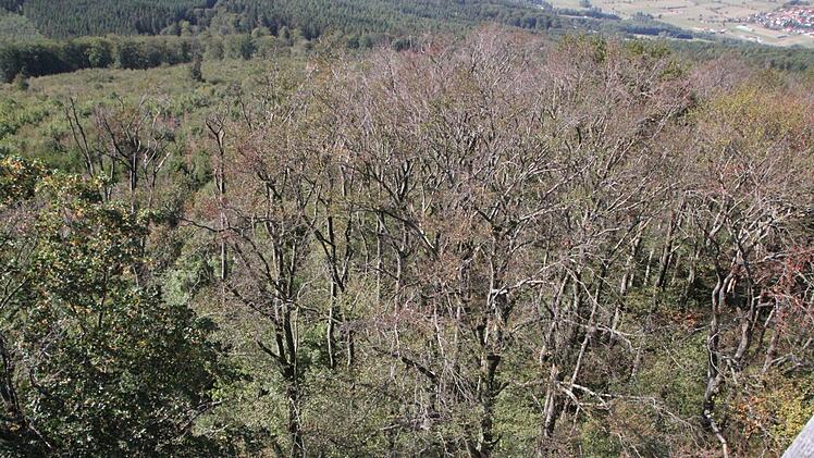 Das Ausmaß der Schäden: Fast zwei Hektar sind vom Waldsterben betroffen. Ulrike Müller