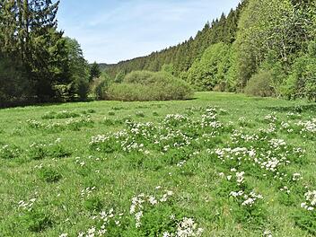 Die Gemeinde Wilhelmsthal nimmt ab sofort am Projekt „Bärwurzwiesen und -weiden im Frankenwald“ teil. So soll unter anderem wieder mehr Artenvielfalt entstehen.