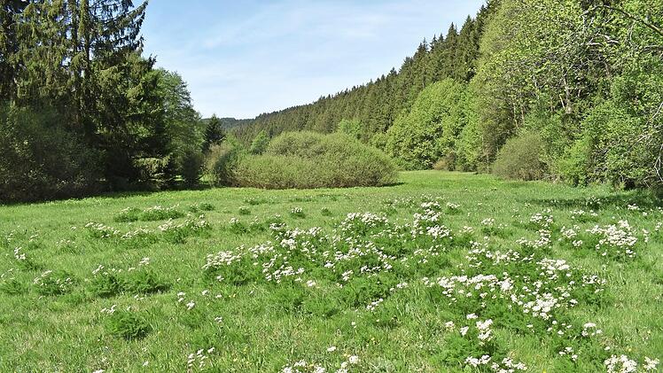 Die Gemeinde Wilhelmsthal nimmt ab sofort am Projekt „Bärwurzwiesen und -weiden im Frankenwald“ teil. So soll unter anderem wieder mehr Artenvielfalt entstehen.