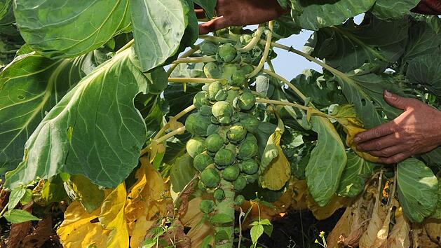 Rosenkohl - Foto: Ingo Wagner / dpa