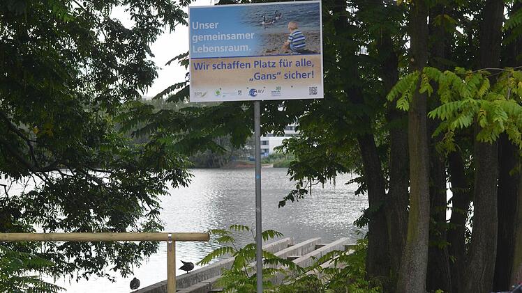 Am Wöhrder See leben viele Kanada- und Graugänsel. Die Hinterlassenschaften der Gänse haben zuletzt den Strand arg verschmutzt. Mit einem Zaun im Wasser soll den Tieren ab sofort der Weg zum Sandstrand versperrt werden. Man appelliert mit Hinweistafeln auch an die Besucher, die Tiere nicht zu füttern. Foto: Nikolas Pelke
