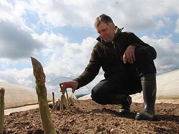 Vor allem der grüne Spargel leidet unter der Frostperiode. Unser Bild zeigt Spargelbauer Matthias Stenglein auf einem Feld bei Rothwind. Fotos: Alexander Hartmann