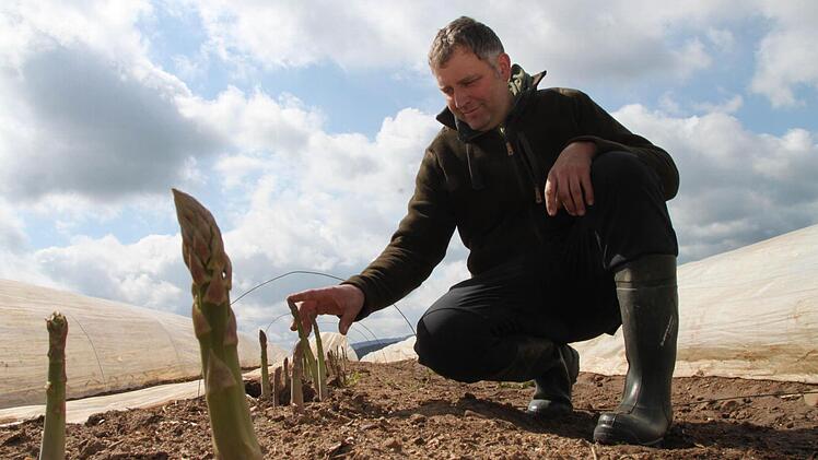 Vor allem der grüne Spargel leidet unter der Frostperiode. Unser Bild zeigt Spargelbauer Matthias Stenglein auf einem Feld bei Rothwind. Fotos: Alexander Hartmann