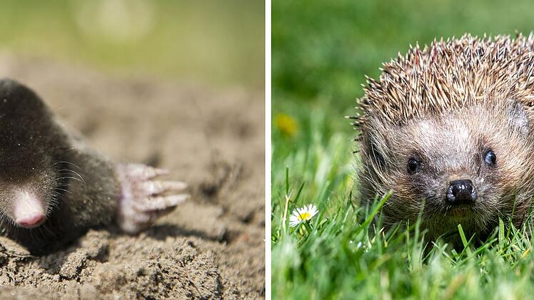 Maulwurf und Igel
