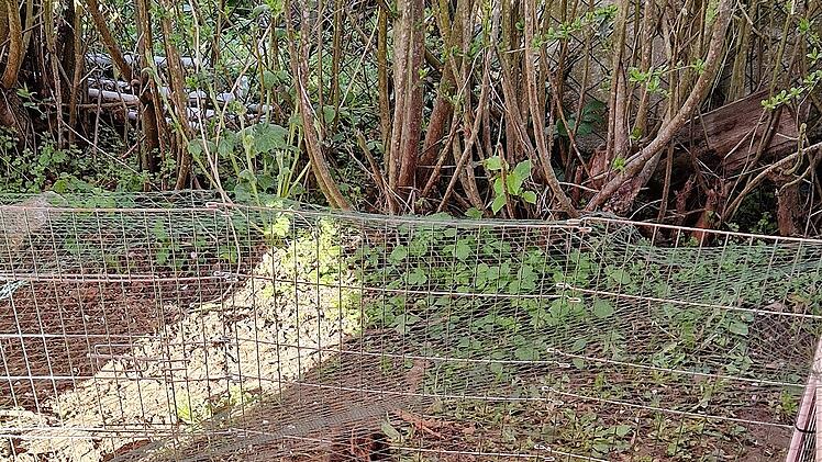 Albertshausen: Angelina (7) wird geliebtes Haustier gestohlen - M&auml;dchen "fix und fertig"